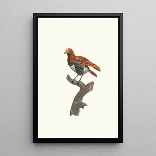 Jacques Barraband - Varit de Manucode.webp