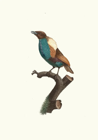 Jacques Barraband - Varit du Magnifique.webp