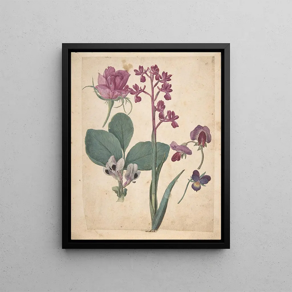 Jacques Le Moyne de Morgues - A Sheet of Studies of Flowers A Rose a Heartsease a Sweet Pea a Garden Pea and a Laxflowered Orchid.webp