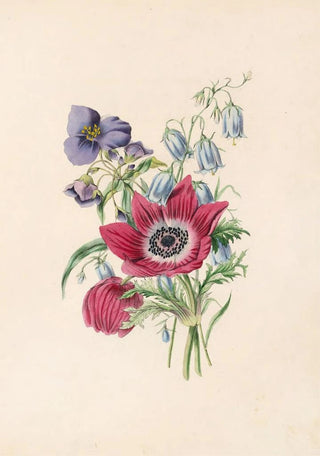 James Ackerman - AnemoneHarebellSpiderwort.webp