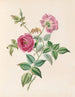 La Rose - James Ackerman — artwork view