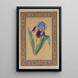 James Andrews - The Iris.webp