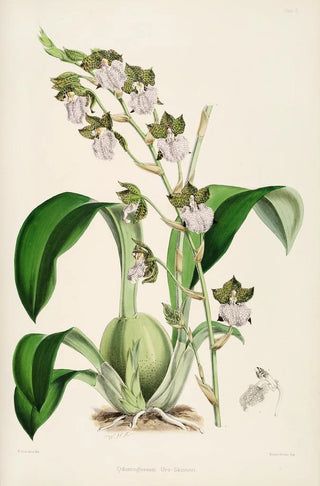 James Bateman - A monograph of Odontoglossum Pl01.webp