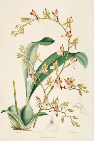 James Bateman - A monograph of Odontoglossum Pl09.webp