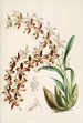 Een monografie van Odontoglossum Pl16 - James Bateman — weergave van het kunstwerk
