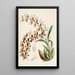 Een monografie van Odontoglossum Pl16 - James Bateman — ingelijst kunstwerk aan de muur