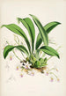 Une monographie d'Odontoglossum Pl23 - James Bateman — weergave van het kunstwerk