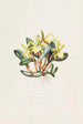 Brasavola Glauca - James Bateman — artwork view