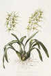 Brassia Verrucosa - James Bateman — weergave van het kunstwerk