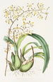 Epidendrum Alatum - James Bateman — weergave van het kunstwerk