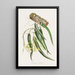 Epidendrum Aloifolium - James Bateman — ingelijst kunstwerk aan de muur