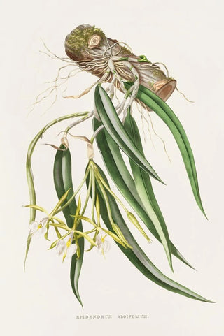 James Bateman - Epidendrum Aloifolium.webp