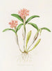 Epiëdendrum aurantiacum - James Bateman — weergave van het kunstwerk