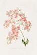 Epidendrum Erubescens - James Bateman — weergave van het kunstwerk