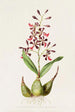 Epidendrum Macrochilum - James Bateman — weergave van het kunstwerk