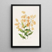 Epidendrum Polyanthum - James Bateman | Painting — framed artwork on a wall
