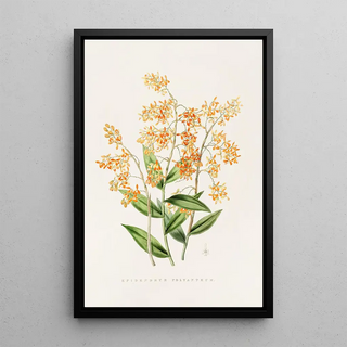 James Bateman - Epidendrum Polyanthum.webp