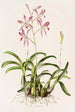 Laelia Autumnalis - James Bateman — weergave van het kunstwerk