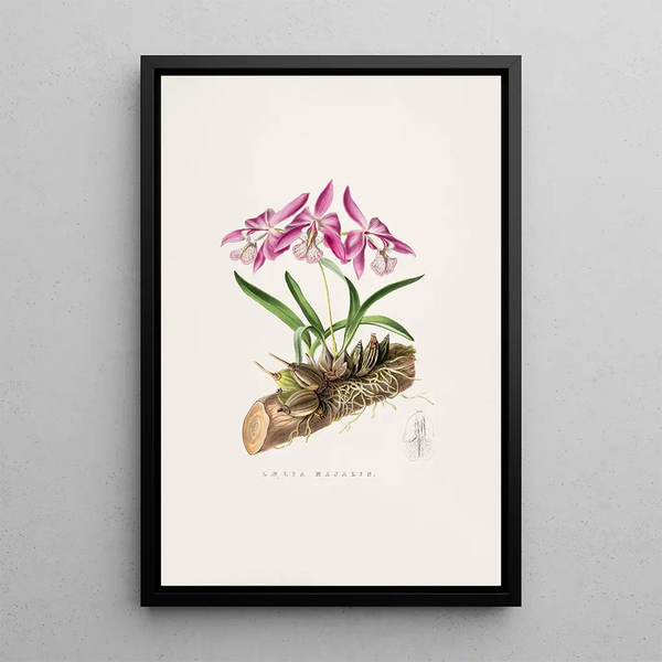 James Bateman - Laelia Majalis.webp