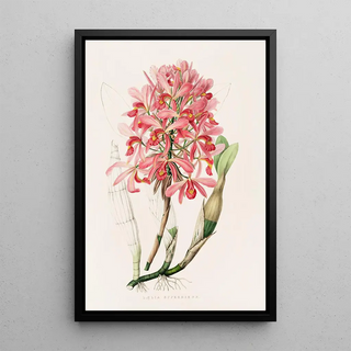 James Bateman - Laelia Superbiens.webp