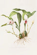 Maxillaria Skinneri - James Bateman — artwork view