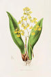 Oncidium Cavendishianum - James Bateman — weergave van het kunstwerk