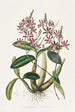 Shomburgkia Tibicinis - James Bateman — weergave van het kunstwerk