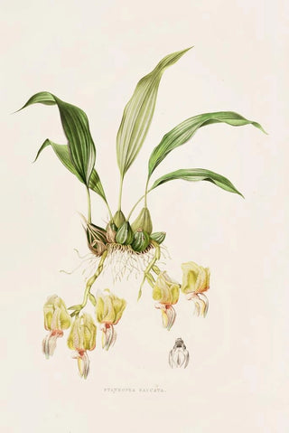 James Bateman - Stanhopea Saccata.webp