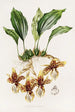 Stanhopea Tigrina - James Bateman — weergave van het kunstwerk