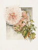 Chrysanten - James Callowhill — weergave van het kunstwerk