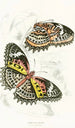 Cethosia Cyane - James Duncan — weergave van het kunstwerk