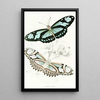 James Duncan - Cethosia Dido.webp