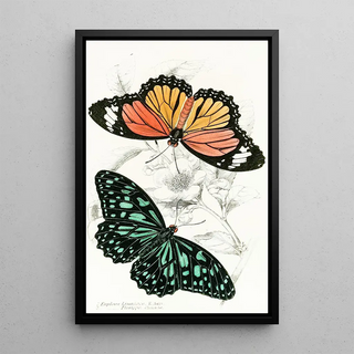 James Duncan - Euploea Limniace Euploea Plexippe.webp