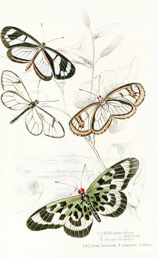 James Duncan - Heliconia Flora Heliconia DiaphanaAcraea Pasiphae.webp