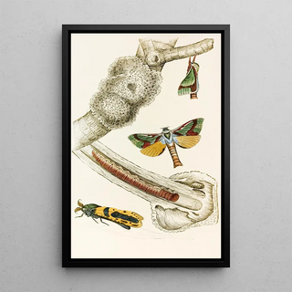 James Duncan - Hepialus lignivorus Zeuzera minea.webp