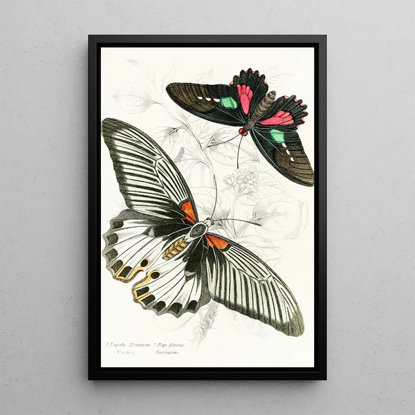 James Duncan - Papilio MemnonPap Aeneas.webp
