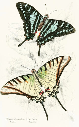 James Duncan - Papilio Protesilaus Pap Sinon.webp