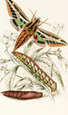 Philampelus vitis - James Duncan — weergave van het kunstwerk