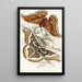 Saturnia Cynthia Saturnia Mylitta - James Duncan — framed artwork on a wall