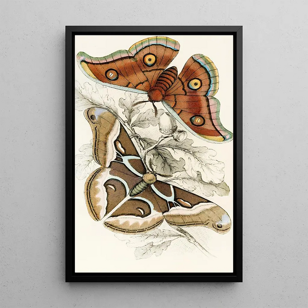 James Duncan - Saturnia Cynthia Saturnia Mylitta.webp