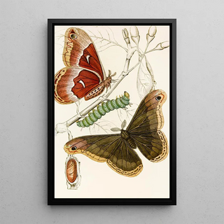 James Duncan - Saturnia Prometheus.webp