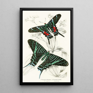 James Duncan - Urania Sloanus Urania Leilus.webp