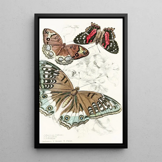 James Duncan - Vanessa JulianaVanessa Amathea Vanessa Orithya.webp