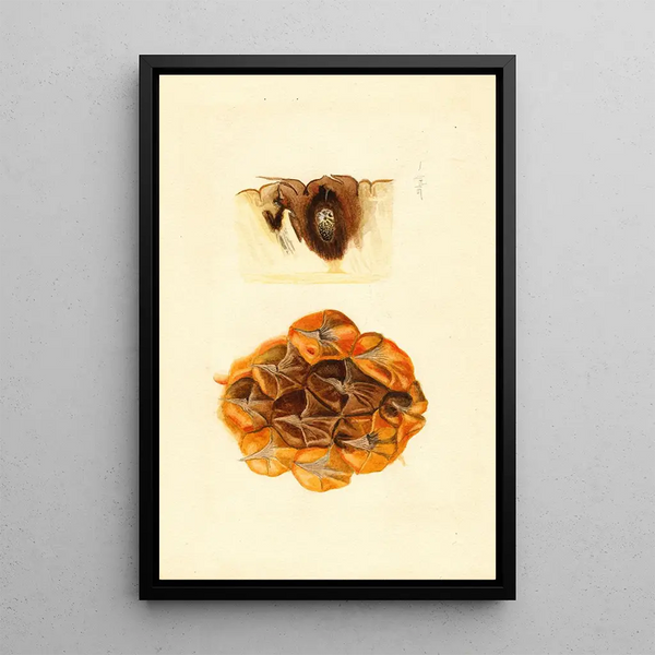 James Marion Shull - Ananas comosus.webp
