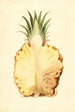 Ananas comosus, ananas - James Marion Shull — weergave van het kunstwerk
