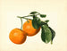 Citrus aurantium acide x 23 - James Marion Shull — weergave van het kunstwerk