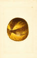 Citrus grandis - James Marion Shull — weergave van het kunstwerk