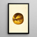 Citrus grandis - James Marion Shull — ingelijst kunstwerk aan de muur