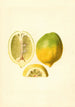 Citrus limon - James Marion Shull — weergave van het kunstwerk