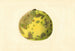 Citrus paradisi Pomelo - James Marion Shull — weergave van het kunstwerk